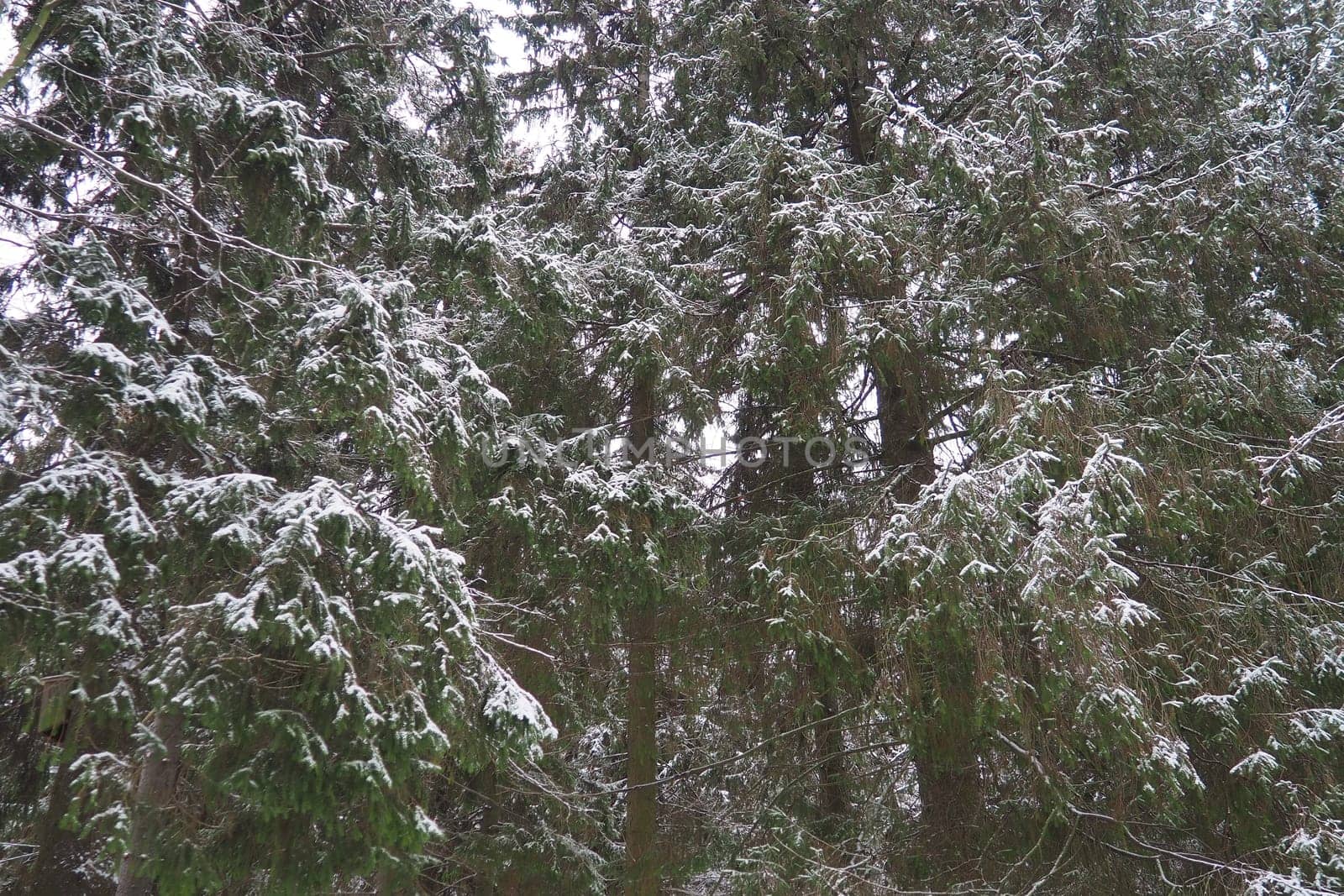 Spruce Picea is a coniferous evergreen tree of the Pine family Pinaceae. Evergreen trees. Common spruce, or Norway spruce Picea abies is widespread in northern Europe. Snowy winter coniferous forest.