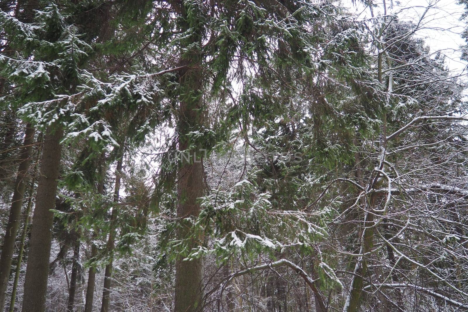 Spruce Picea is a coniferous evergreen tree of the Pine family Pinaceae. Evergreen trees. Common spruce, or Norway spruce Picea abies is widespread in northern Europe. Snowy winter coniferous forest.