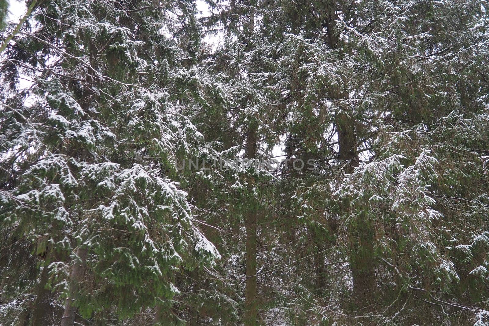 Spruce Picea is a coniferous evergreen tree of the Pine family Pinaceae. Evergreen trees. Common spruce, or Norway spruce Picea abies is widespread in northern Europe. Snowy winter coniferous forest.