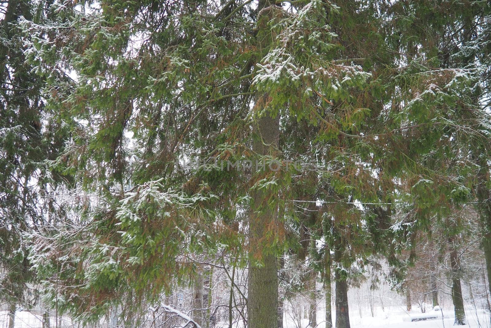 Spruce Picea is a coniferous evergreen tree of the Pine family Pinaceae. Evergreen trees. Common spruce, or Norway spruce Picea abies is widespread in northern Europe. Snowy winter coniferous forest.