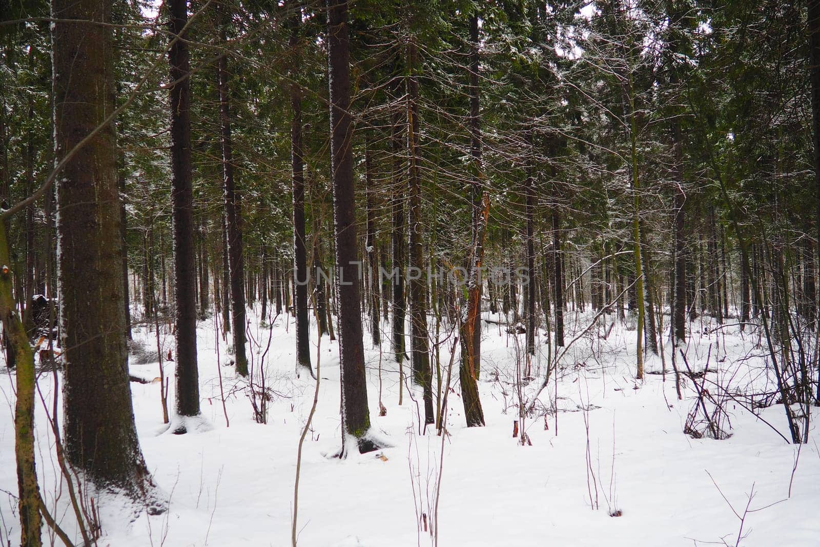Spruce Picea is a coniferous evergreen tree of the Pine family Pinaceae. Evergreen trees. Common spruce, or Norway spruce Picea abies is widespread in northern Europe. Snowy winter coniferous forest.
