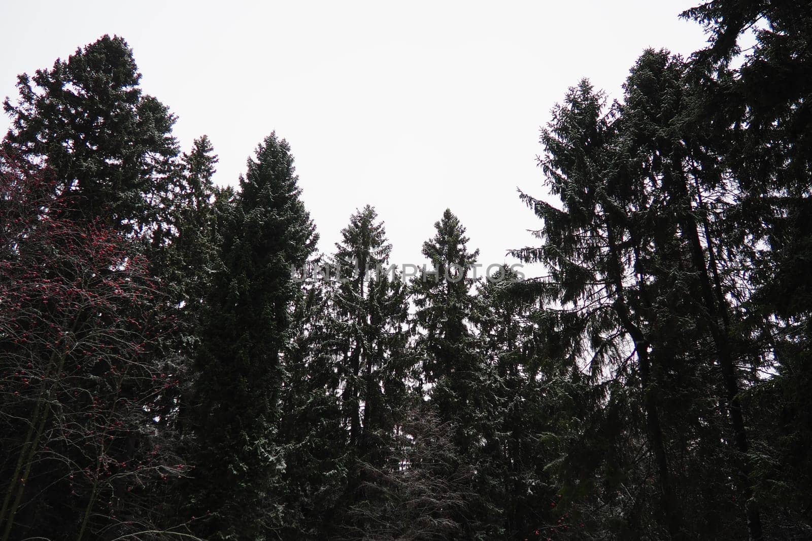 Spruce Picea is a coniferous evergreen tree of the Pine family Pinaceae. Evergreen trees. Common spruce, or Norway spruce Picea abies is widespread in northern Europe. Snowy winter coniferous forest.