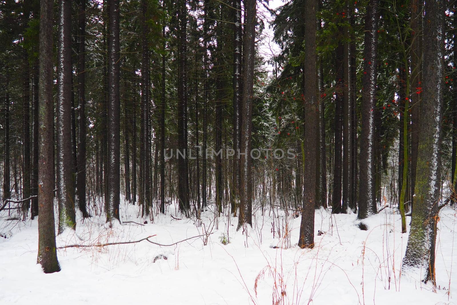 Spruce Picea is a coniferous evergreen tree of the Pine family Pinaceae. Evergreen trees. Common spruce, or Norway spruce Picea abies is widespread in northern Europe. Snowy winter coniferous forest.