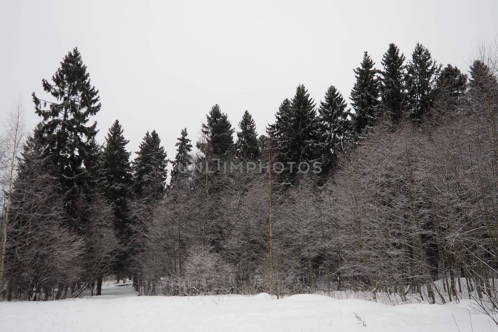 Spruce Picea is a coniferous evergreen tree of the Pine family Pinaceae. Evergreen trees. Common spruce, or Norway spruce Picea abies is widespread in northern Europe. Snowy winter coniferous forest.