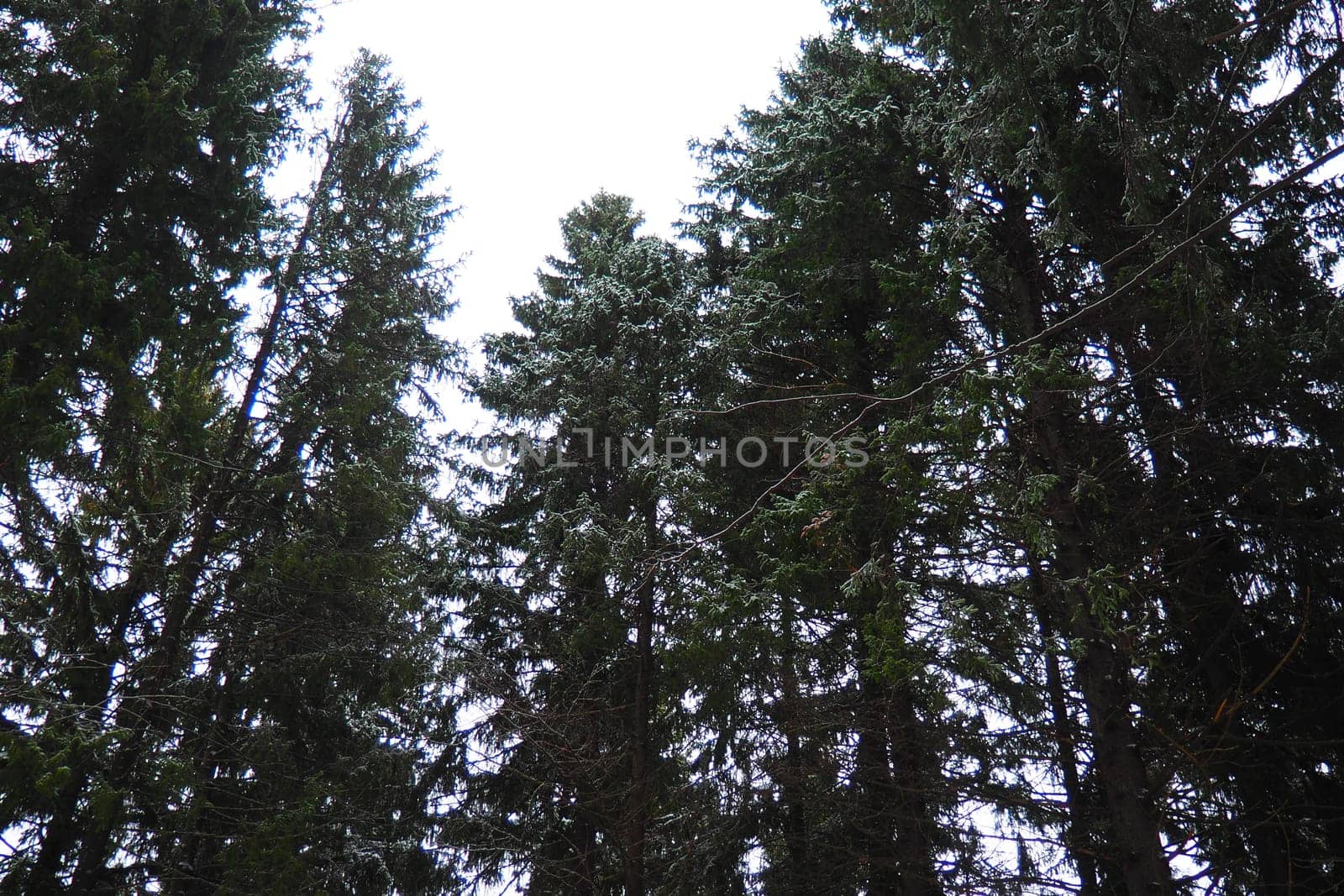 Spruce Picea is a coniferous evergreen tree of the Pine family Pinaceae. Evergreen trees. Common spruce, or Norway spruce Picea abies is widespread in northern Europe. Snowy winter coniferous forest.