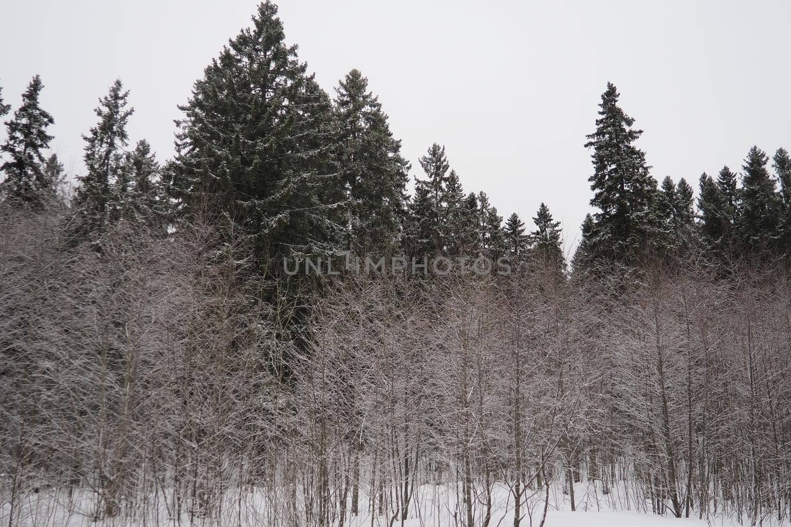 Spruce Picea is a coniferous evergreen tree of the Pine family Pinaceae. Evergreen trees. Common spruce, or Norway spruce Picea abies is widespread in northern Europe. Snowy winter coniferous forest.