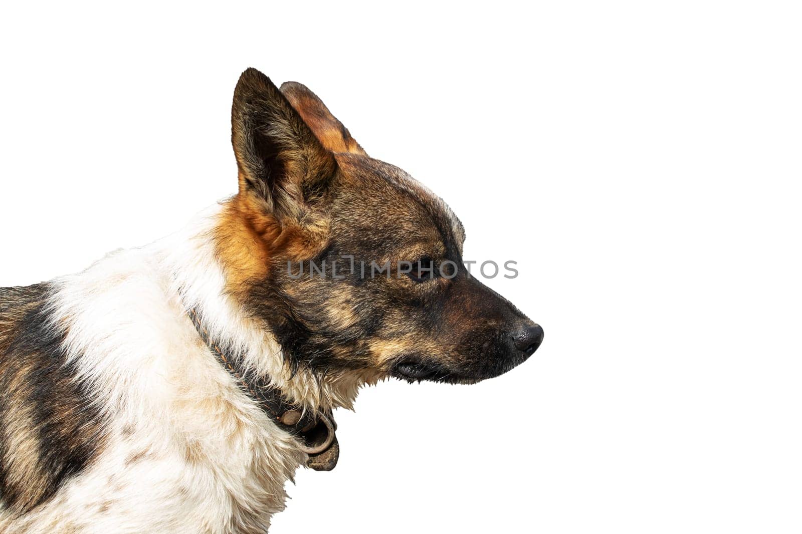 Brown little dog isolated on white background close up
