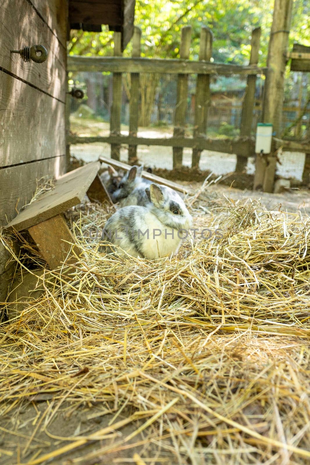 Rabbit in the Orlu National Wildlife Reserve, in Ariège, the Maison des Loups in France.