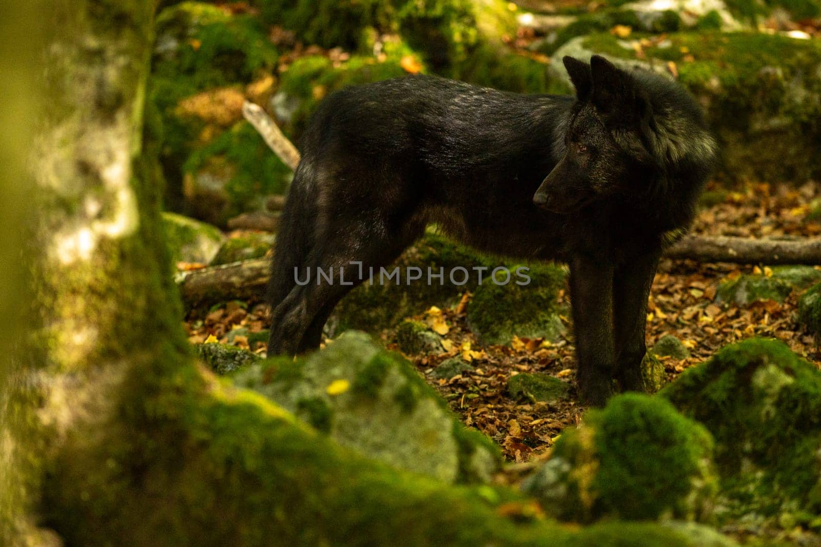 American Wolves in the Orlu National Wildlife Reserve, in Ariège, the Maison des Loups in France by martinscphoto