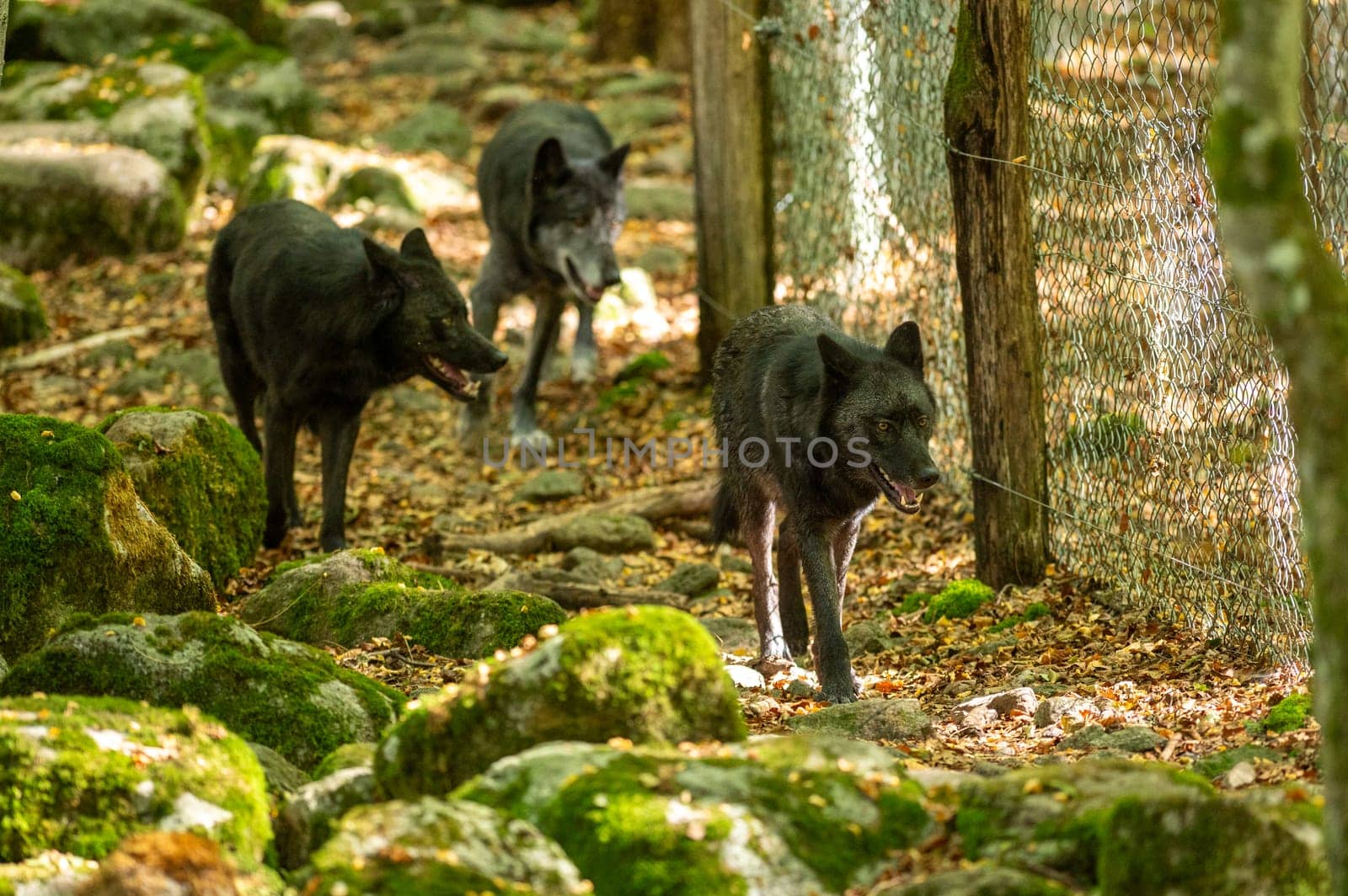 American Wolves in the Orlu National Wildlife Reserve, in Ariège, the Maison des Loups in France.