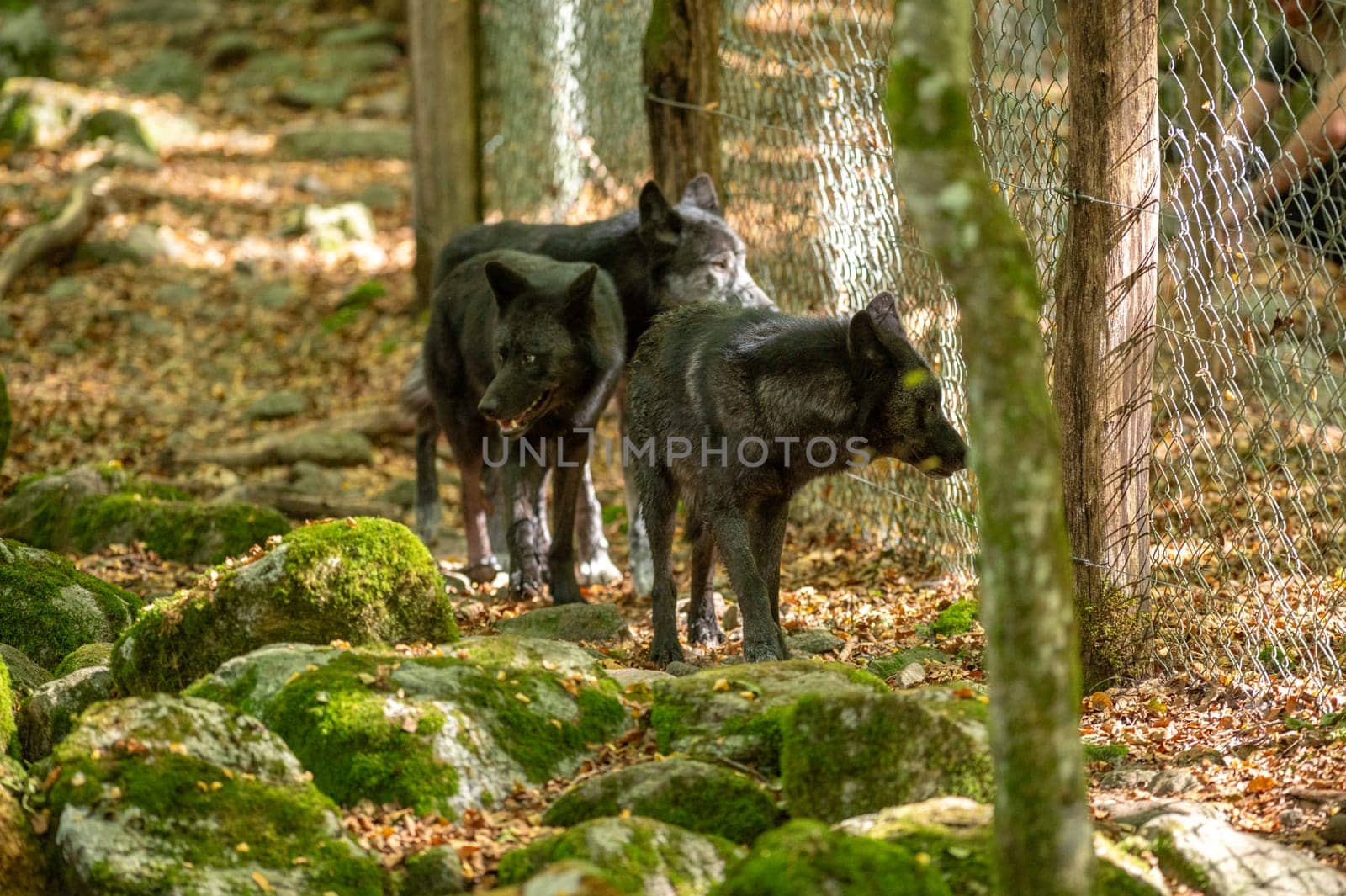 American Wolves in the Orlu National Wildlife Reserve, in Ariège, the Maison des Loups in France by martinscphoto