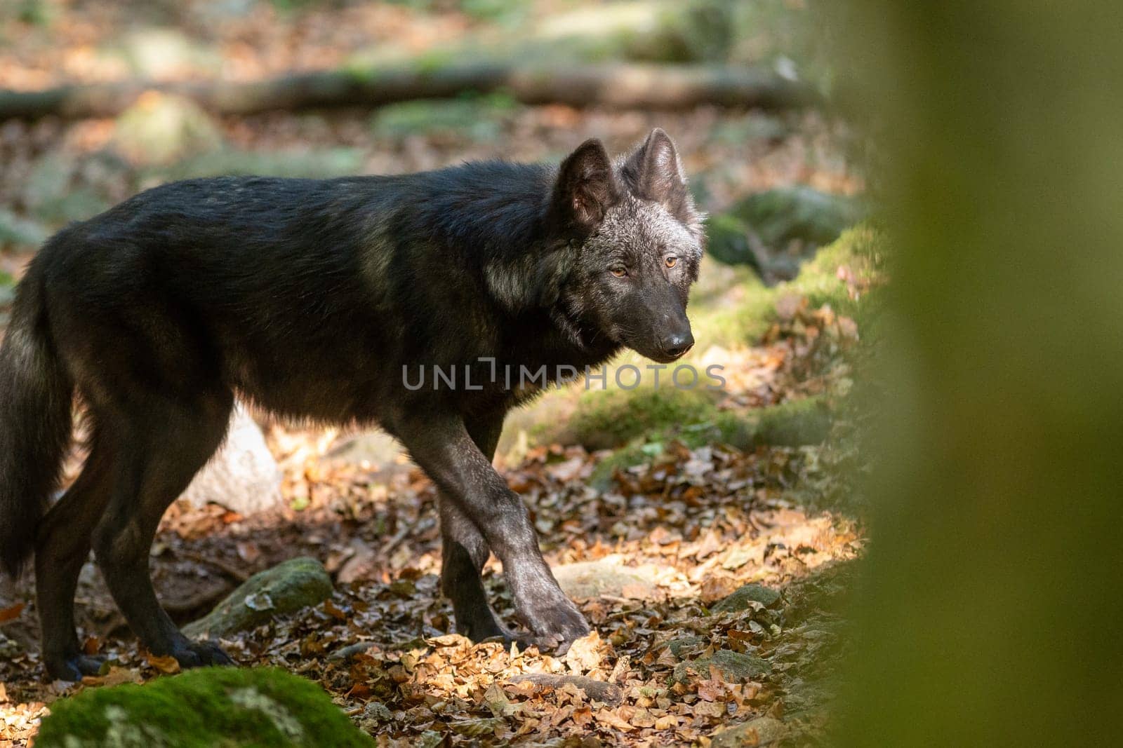 American Wolves in the Orlu National Wildlife Reserve, in Ariège, the Maison des Loups in France by martinscphoto