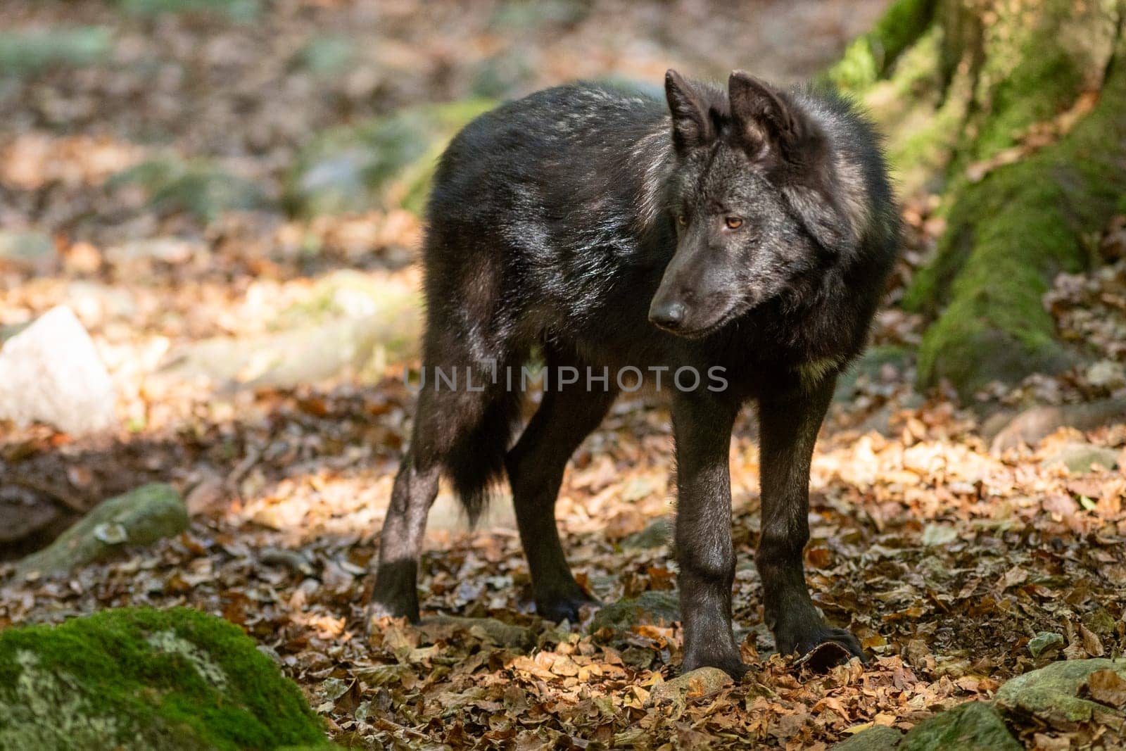 American Wolves in the Orlu National Wildlife Reserve, in Ariège, the Maison des Loups in France.