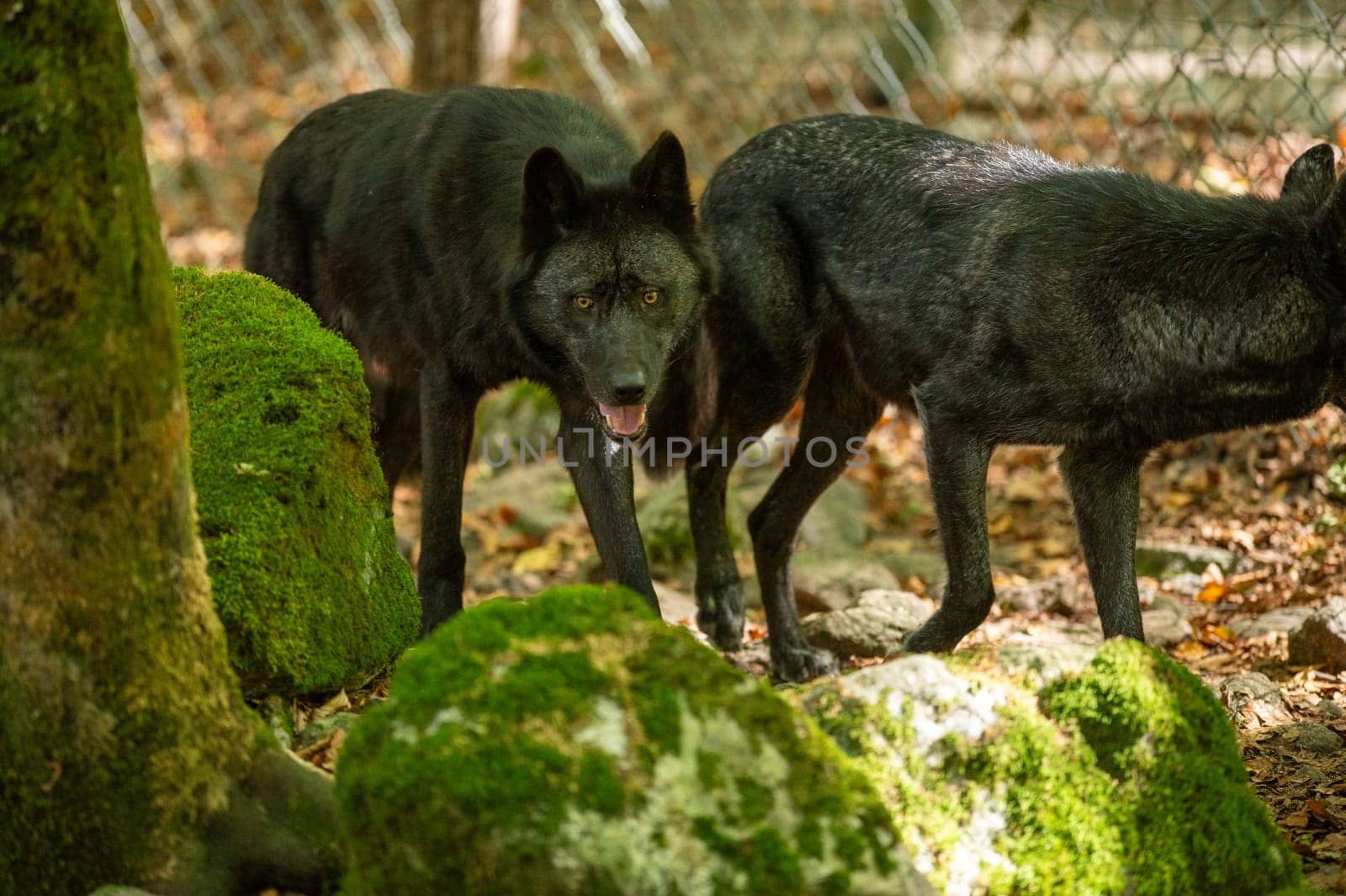 American Wolves in the Orlu National Wildlife Reserve, in Ariège, the Maison des Loups in France by martinscphoto