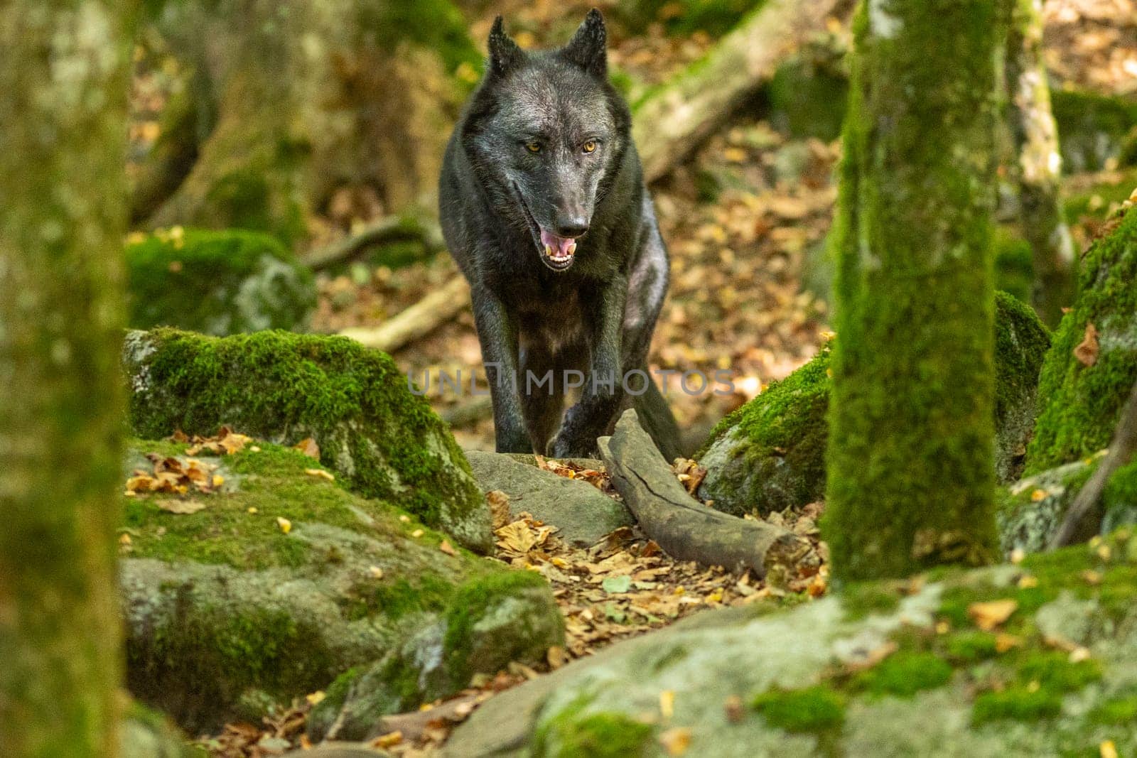 American Wolves in the Orlu National Wildlife Reserve, in Ariège, the Maison des Loups in France by martinscphoto