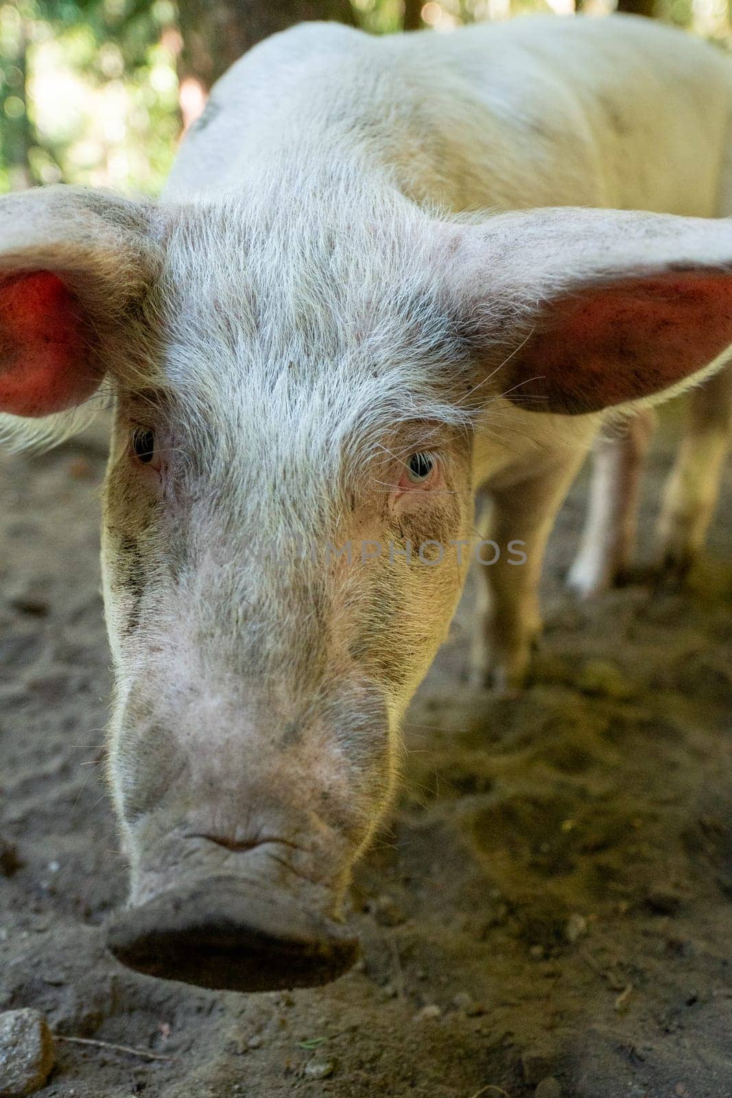 Pig in the Orlu National Wildlife Reserve, in Ariège, the Maison des Loups in France by martinscphoto