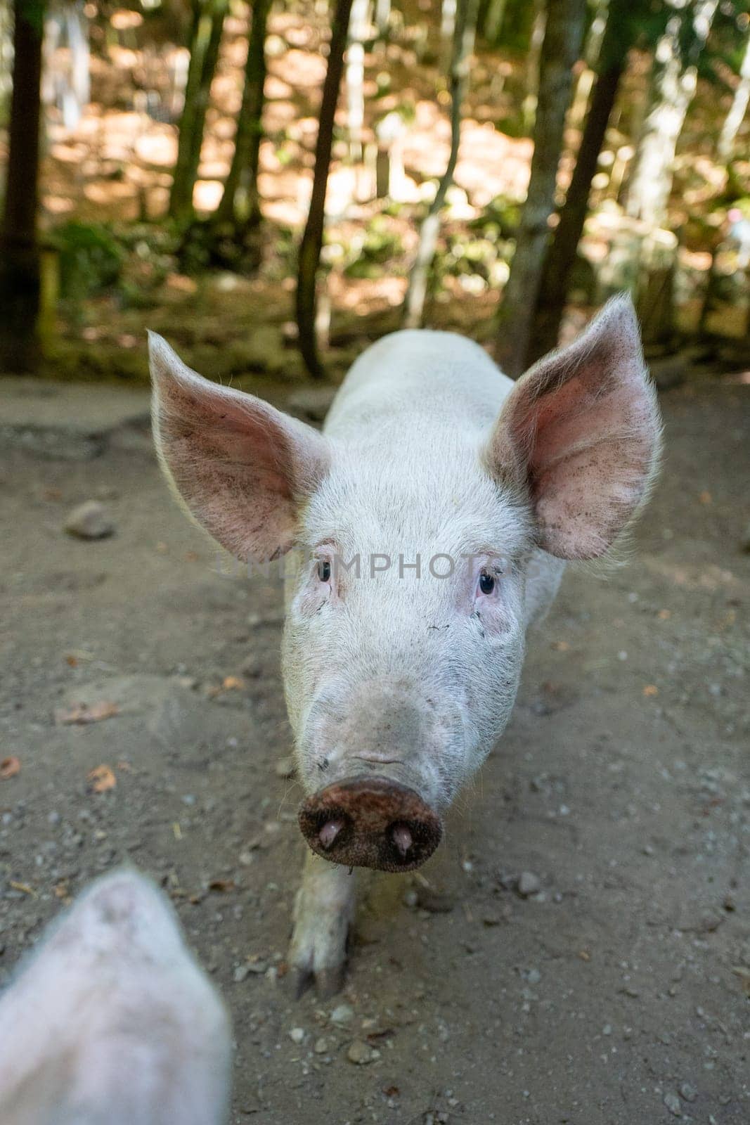 Pig in the Orlu National Wildlife Reserve, in Ariège, the Maison des Loups in France