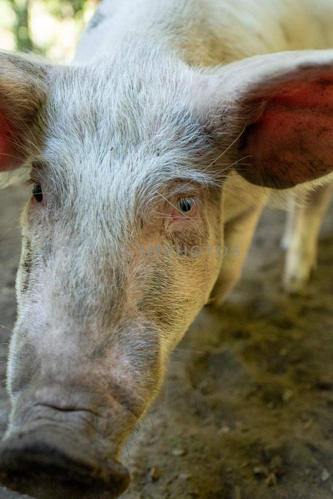 Pig in the Orlu National Wildlife Reserve, in Ariège, the Maison des Loups in France by martinscphoto