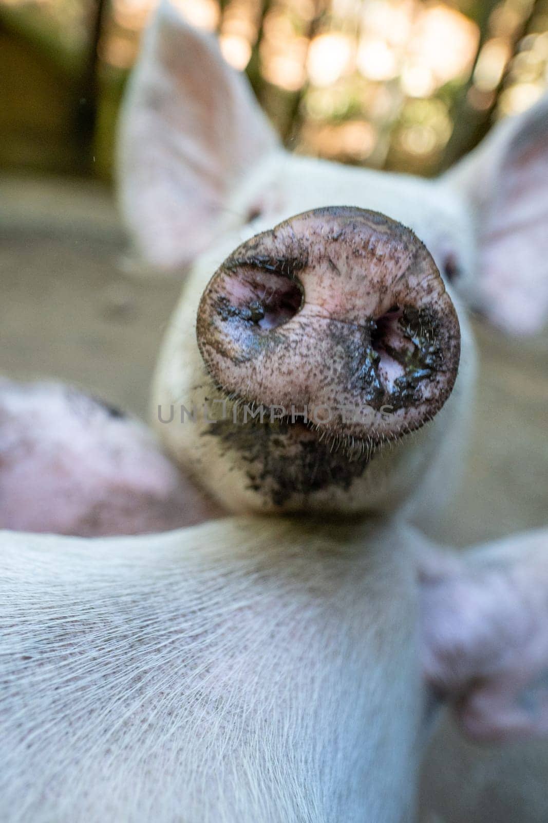 Pig in the Orlu National Wildlife Reserve, in Ariège, the Maison des Loups in France by martinscphoto