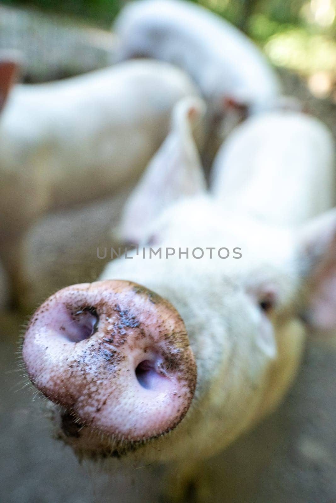 Pig in the Orlu National Wildlife Reserve, in Ariège, the Maison des Loups in France by martinscphoto