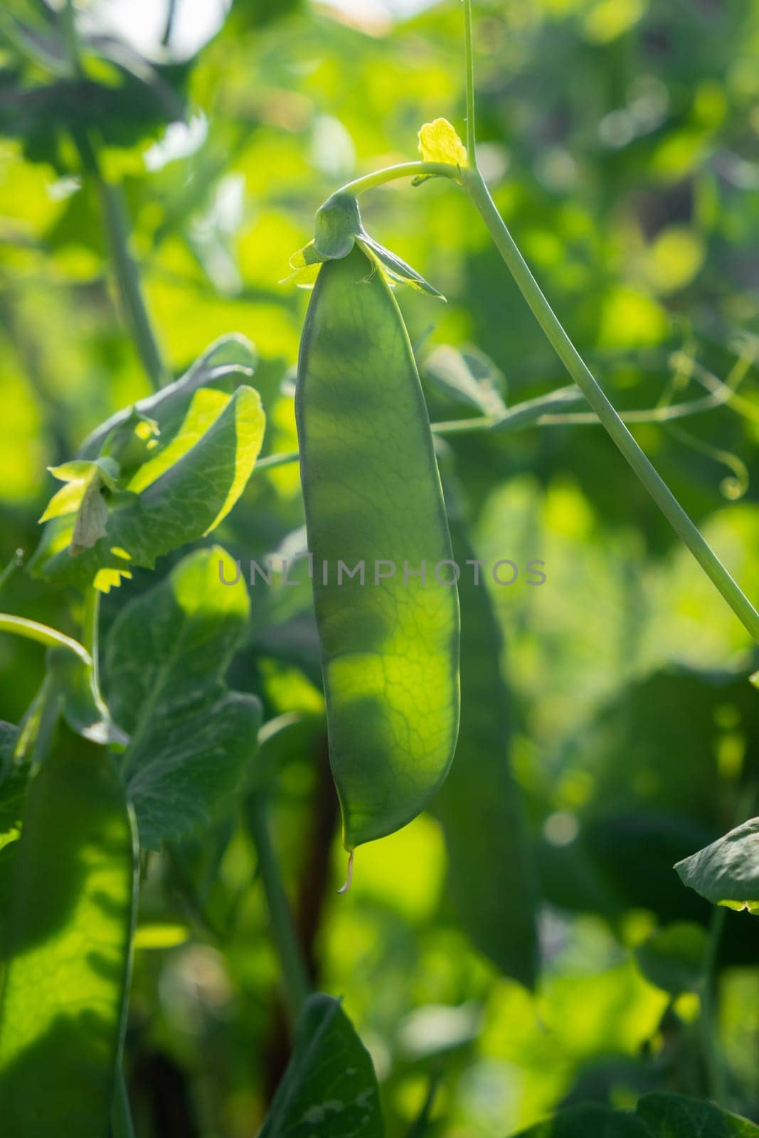 Growing peas outdoors and blurred background. Green pea pods by AnatoliiFoto