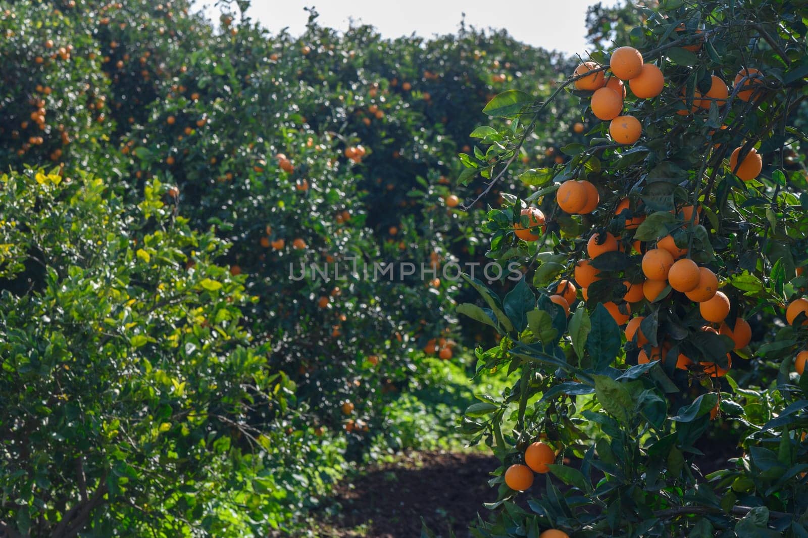 Lush green trees heavy with ripe oranges create a serene atmosphere in the sun-drenched orchard on a warm day.