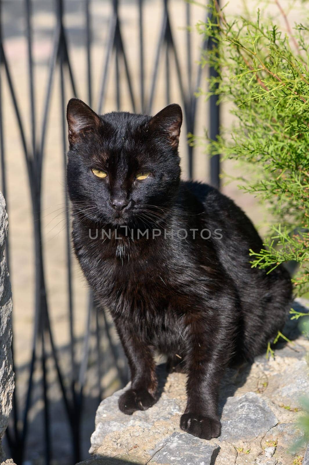 A sleek black cat lounges on a stone wall, basking in the warm sunlight and surrounded by lush green plants.