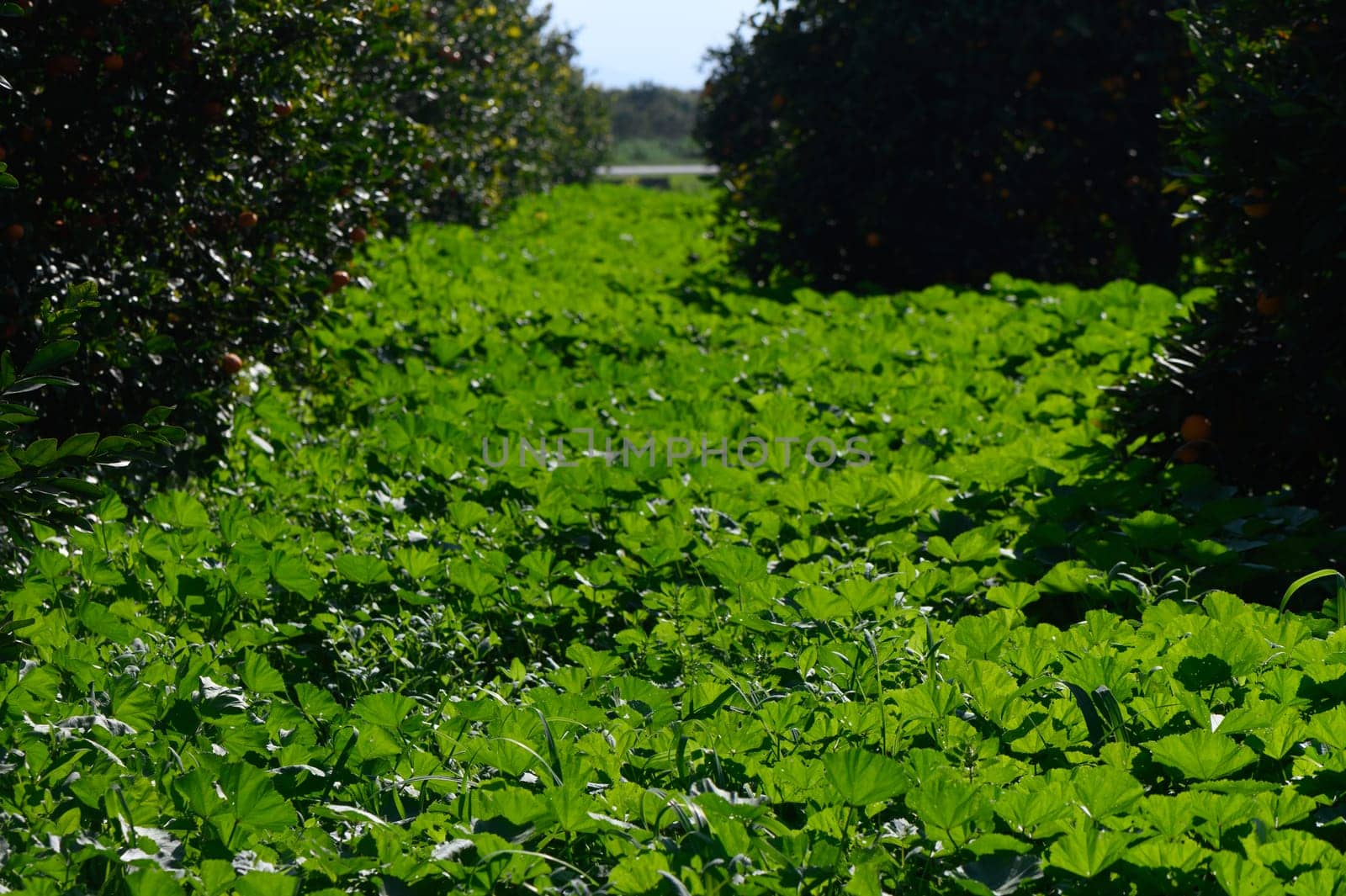 A winding path of rich green foliage stretches through rows of thriving citrus trees under a clear blue sky.