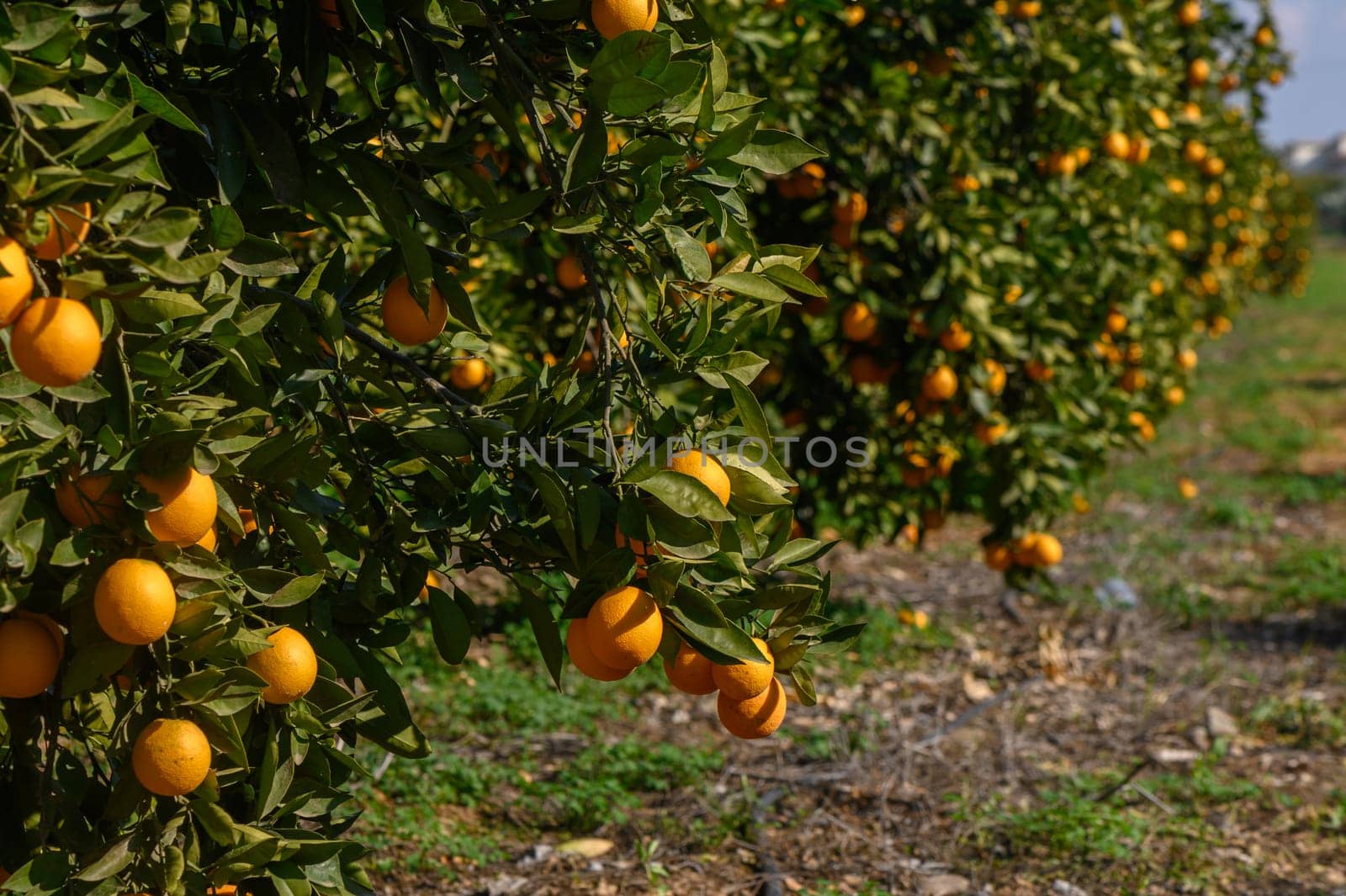 Vibrant orange trees laden with ripe fruit bask in the warm sunlight, creating a peaceful agricultural setting.