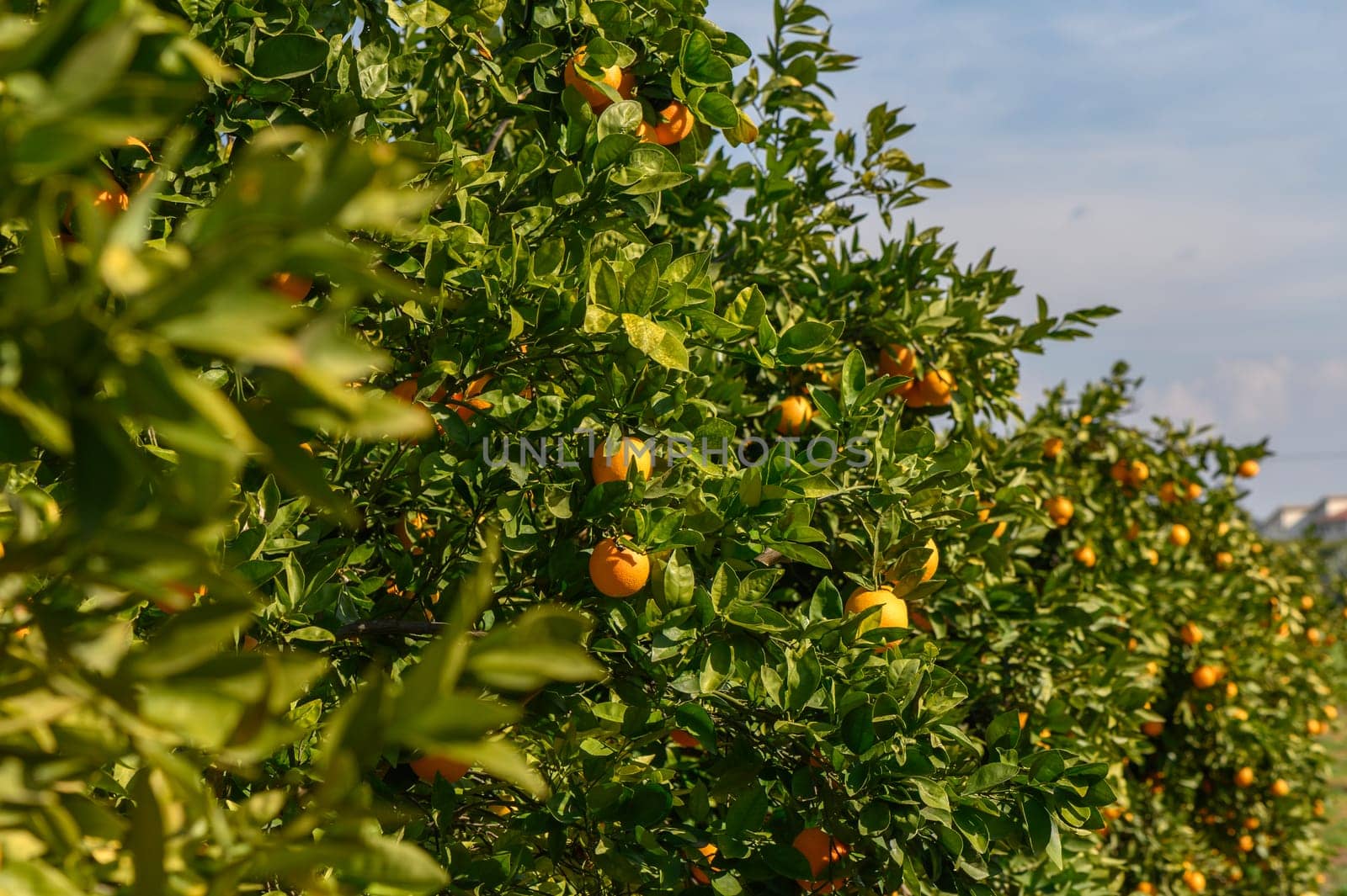 Golden oranges hang from lush green branches in a flourishing orchard filled with life and sunlight.