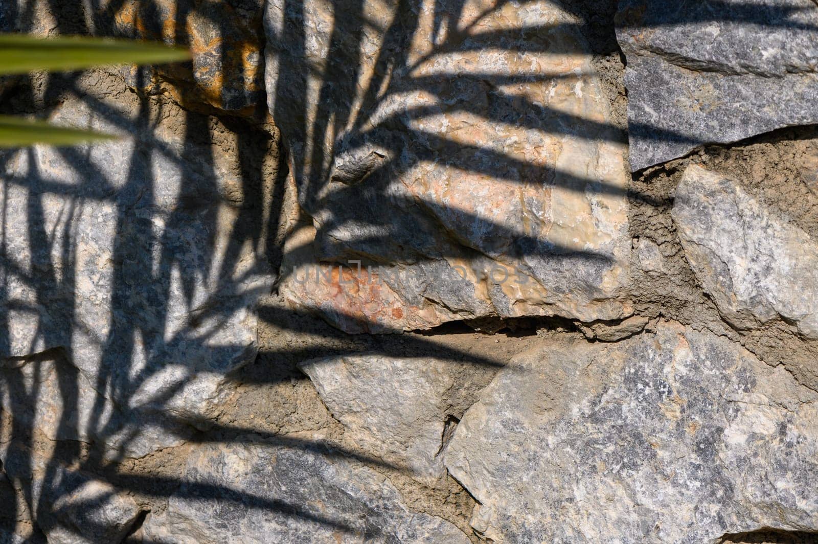 Delicate shadows dance on a rugged stone wall, creating a natural masterpiece in a serene garden setting.