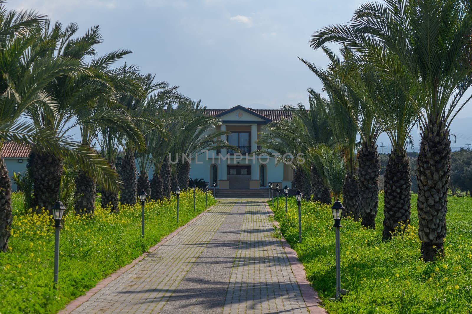 A serene walkway bordered by vibrant palm trees leads up to a stunning villa surrounded by lush green fields.