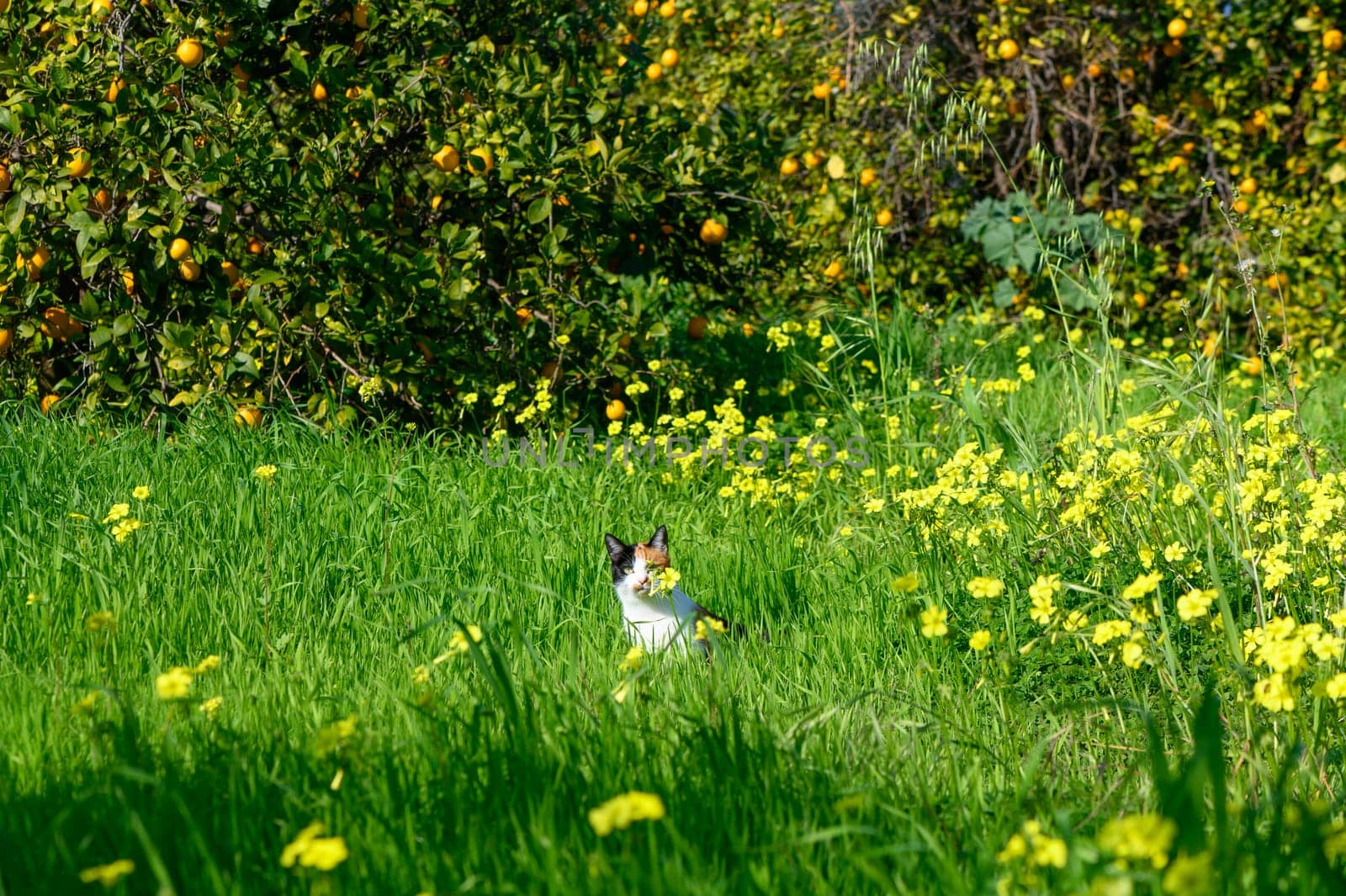 A playful feline relaxes in a sunlit meadow filled with colorful wildflowers, surrounded by fruit-laden trees.