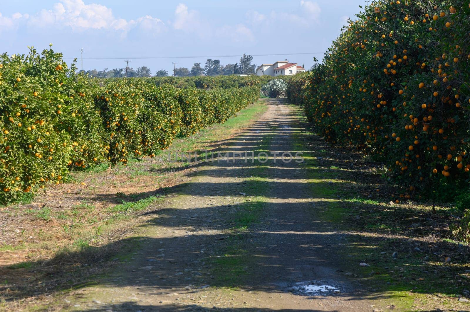 Rows of vibrant orange trees stretch along a dusty path, inviting exploration in a peaceful orchard setting.