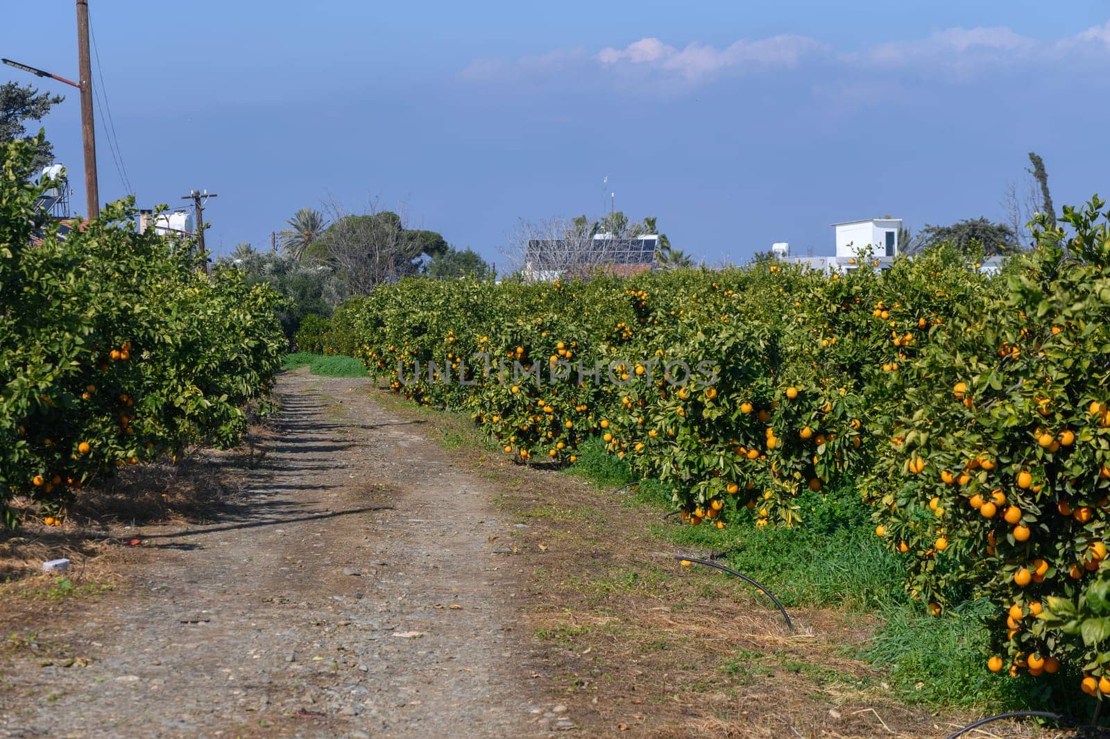 Lush orange trees line a quiet dirt path, ripe fruits hanging under a bright sun, showcasing a peaceful rural landscape.