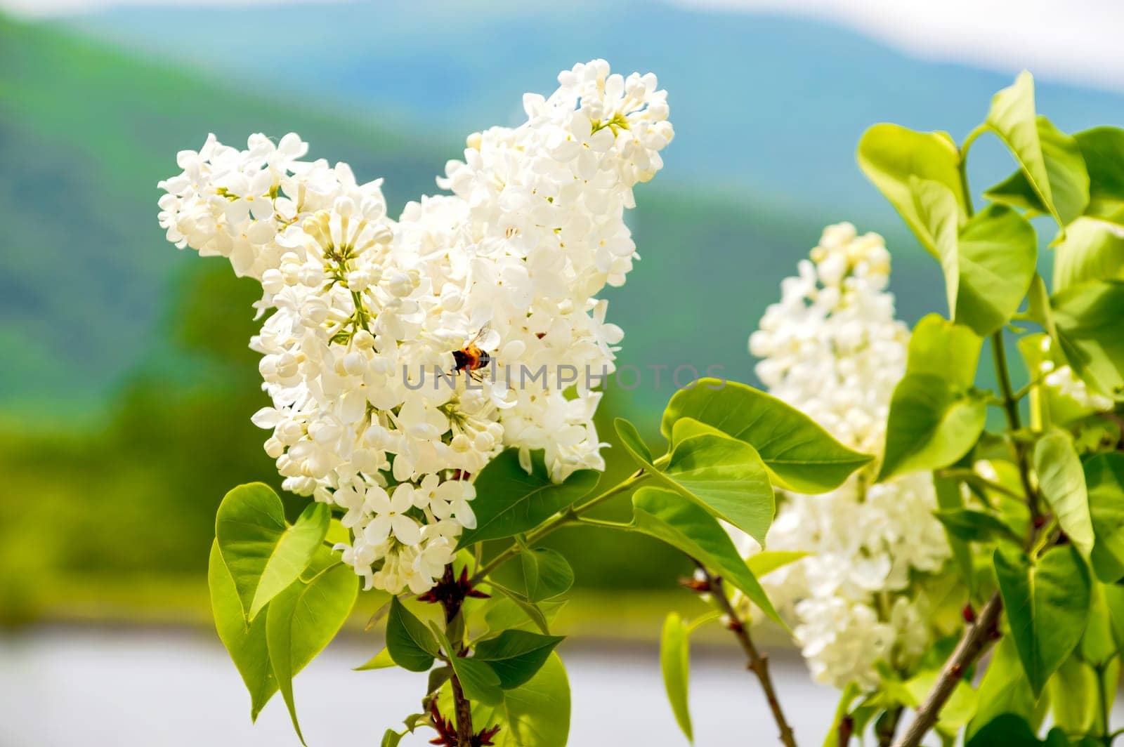 Common white lilac shrub on a spring day