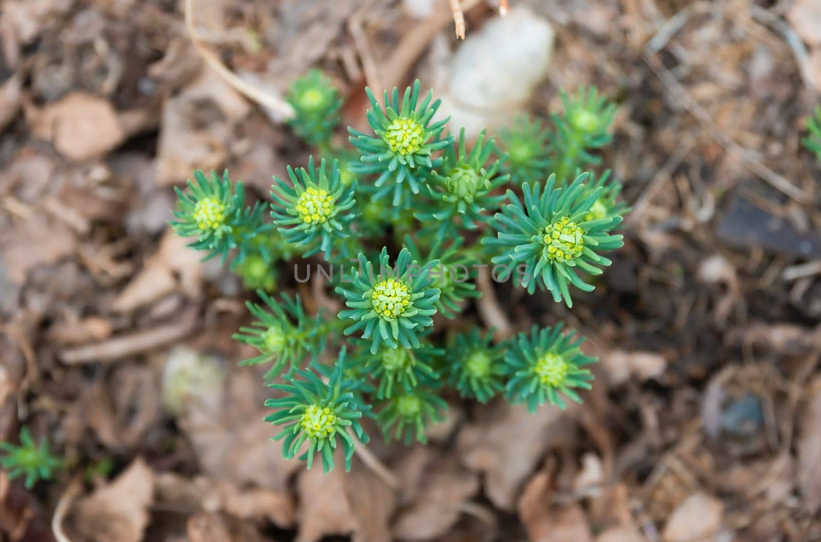 Euphorbia cyparissias, the cypress spurge growing in spring close up