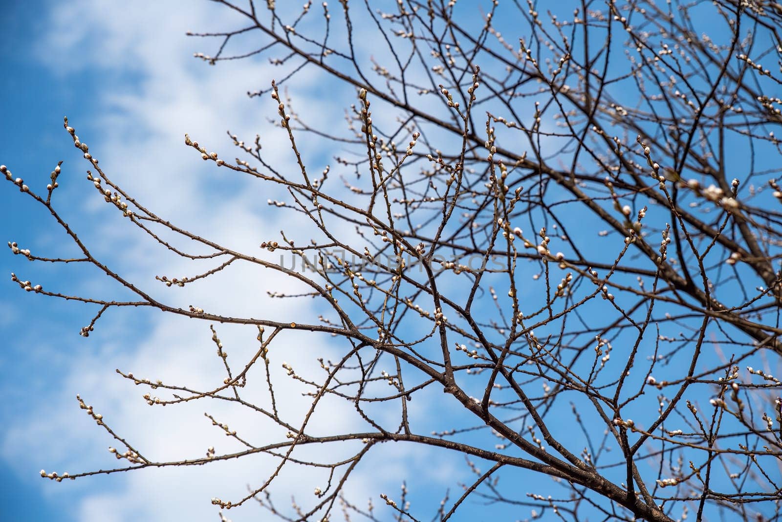 Pussy willow with furry catkins in early spring