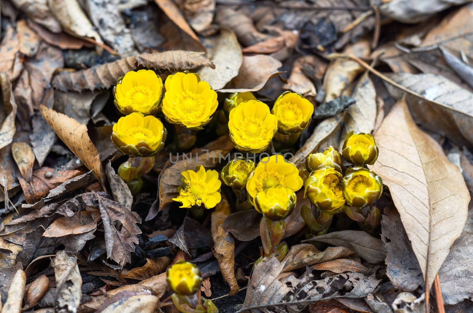 Adonis amurensis commonly known as Amur adonis and pheasant's eye