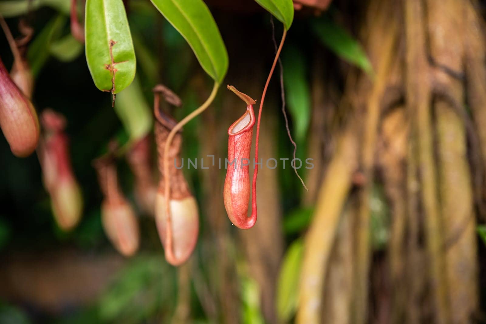 Close-up of vibrant Nepenthes pitchers in a tropical forest, highlighting their striking colors and carnivorous adaptations in nature