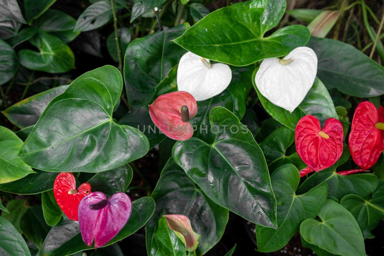 Anthuriums featuring heart-shaped spathes in red (Kozohara, Ozaki, Starlight Red, Princess Lily), pink (Lavender Lady, Lorraine), white (Acropolis), and purple (Lavender Lady, Lorraine)