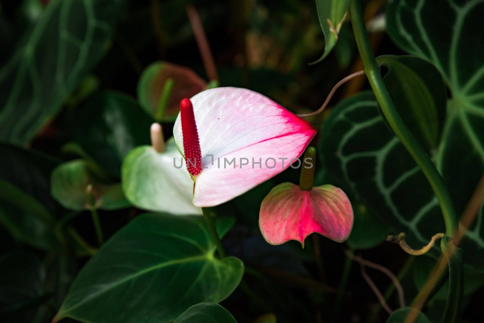 Pink and white Anthurium andreanum flower, variety Princess Amalia Elegance, with a red spadix, surrounded by lush green leaves in natural light