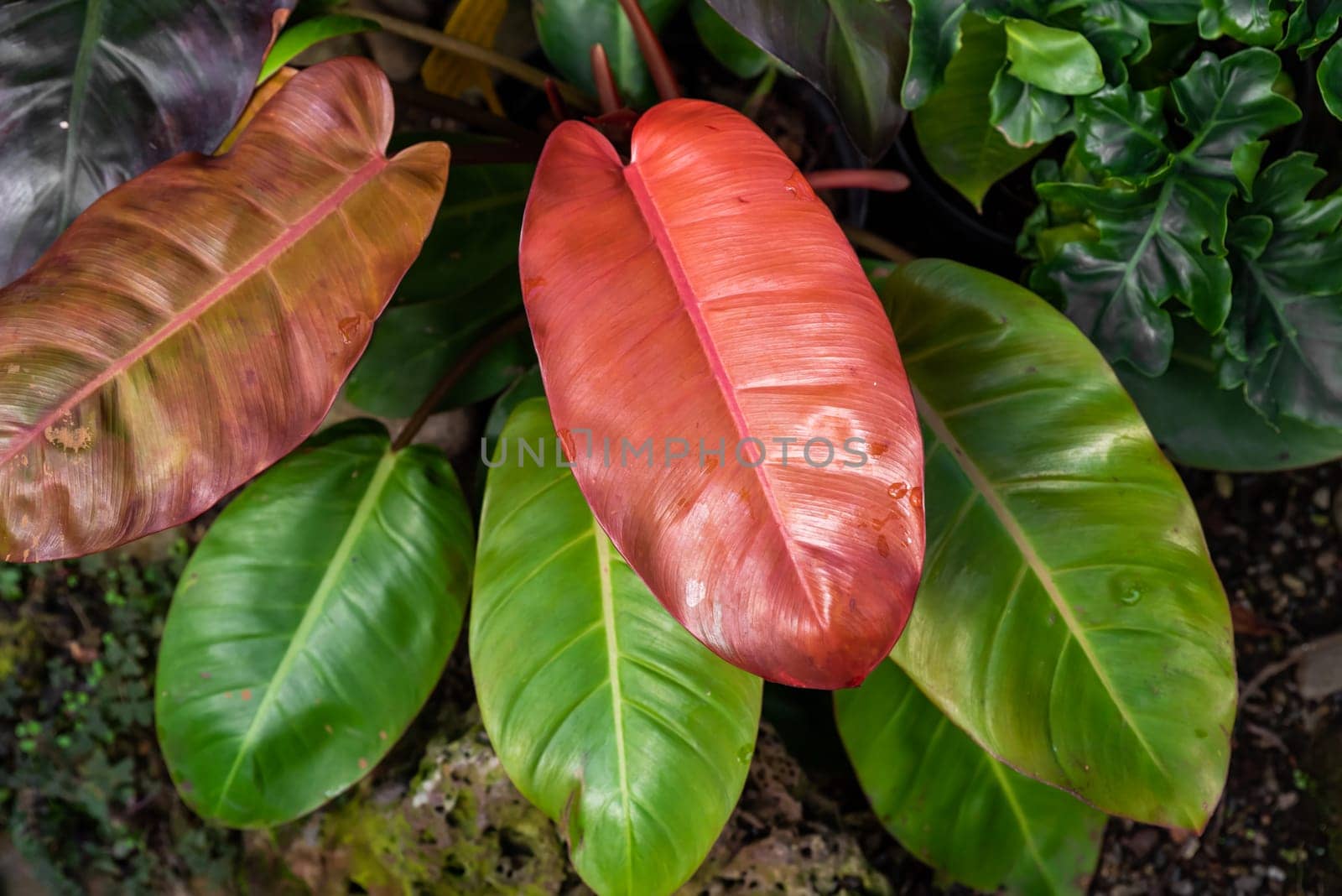 Close-up of Philodendron Prince of Orange with vibrant orange and green leaves. A tropical ornamental houseplant with stunning color transitions