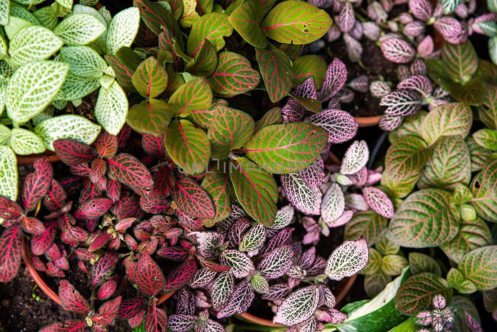 Close-up of vibrant Fittonia plants with colorful vein patterns on green, red, and purple leaves. A tropical ornamental houseplant