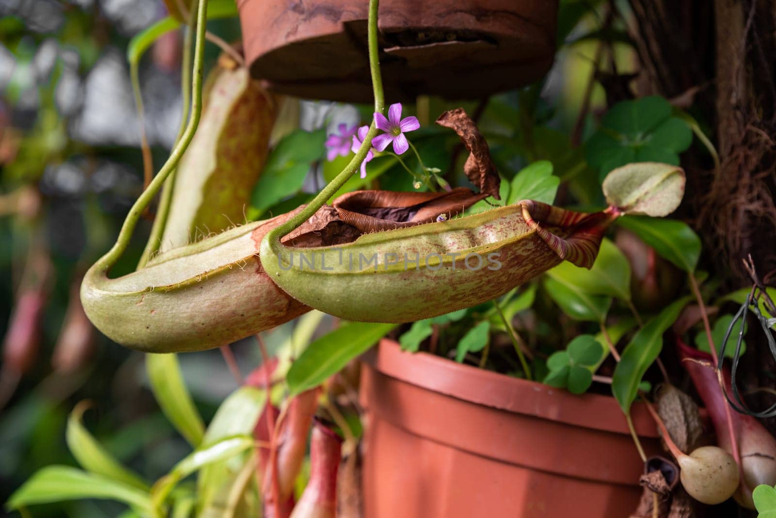 Carnivorous Nepenthes × Dyeriana hybrid from the Nepenthaceae family, with vibrant pitchers and a delicate purple flower