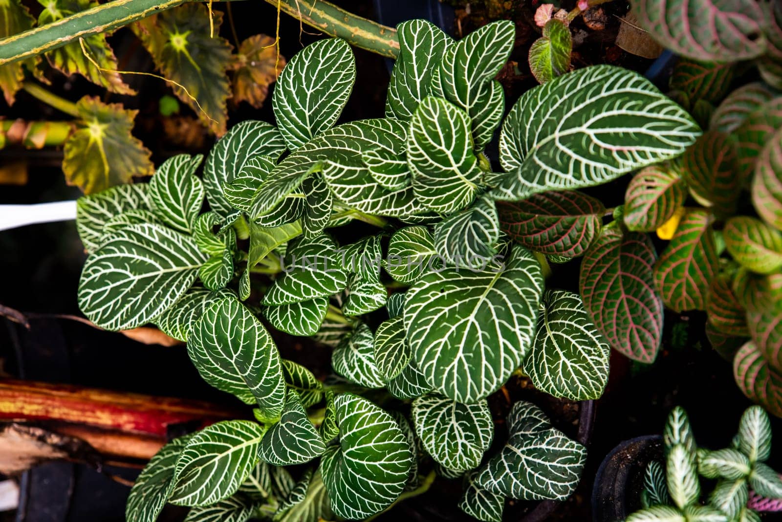 Close-up of vibrant Fittonia plants with lush green leaves featuring intricate white vein patterns. A popular tropical houseplant