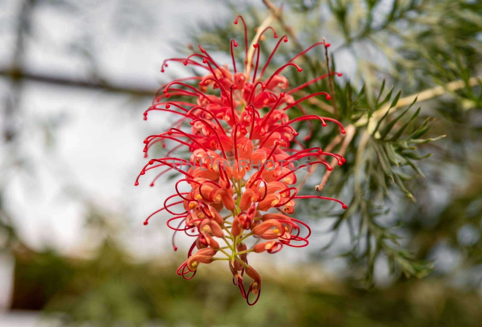 Bright red Grevillea 'Robyn Gordon' flower from the Proteaceae family, growing in Queensland, Australia, showcasing its intricate petal design