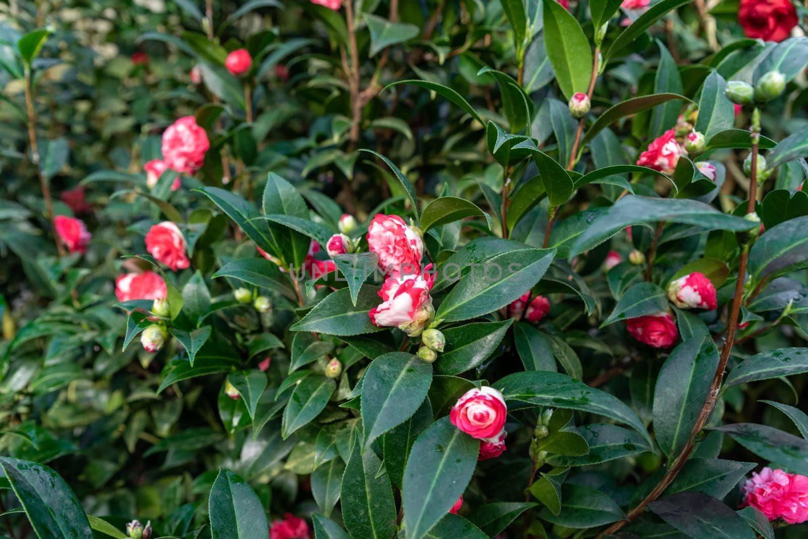 Close-up of red and white camellia flowers with glossy green leaves, captured on a bush in a natural garden setting