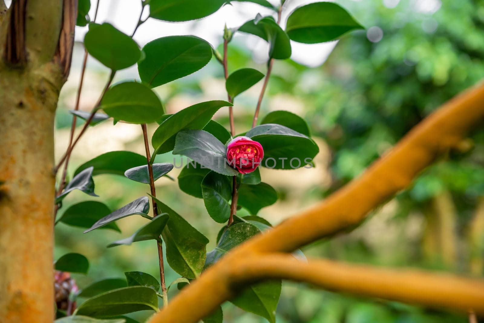 Delicate pink camellia flower with densely packed petals, resembling a peony, highlighted by glossy leaves in a serene outdoor setting