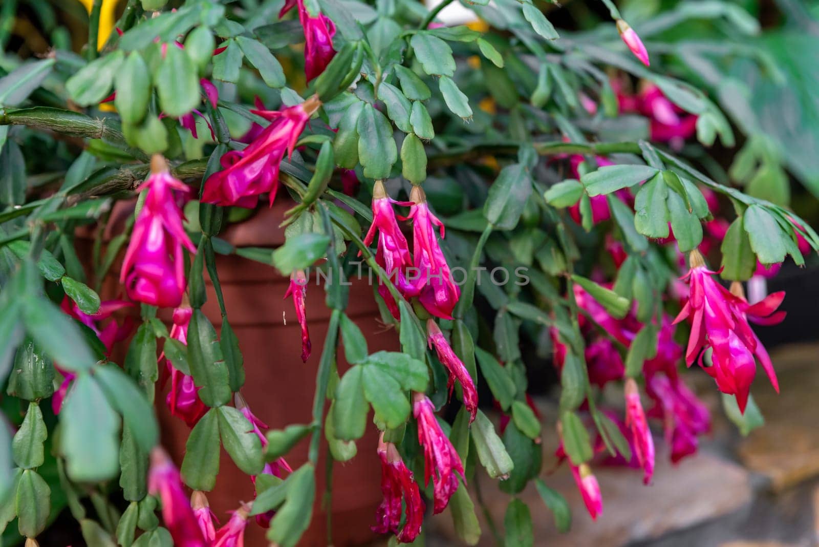 Blooming Schlumbergera buckleyi with vibrant pink flowers and green segmented leaves in a pot. A member of the Cactaceae family